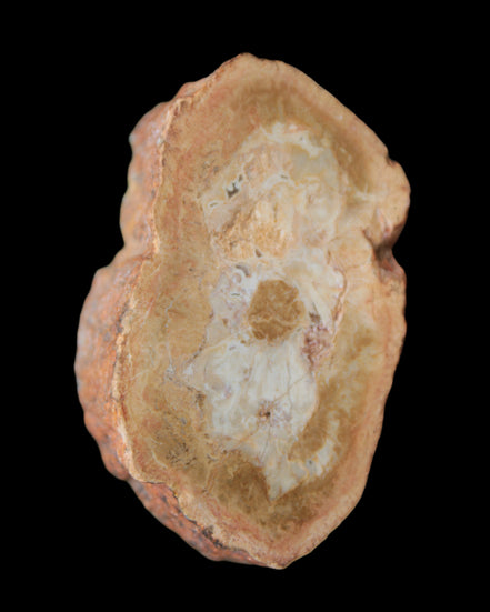 Petrified Wood Agate slice 73g - Rocks and Things Store