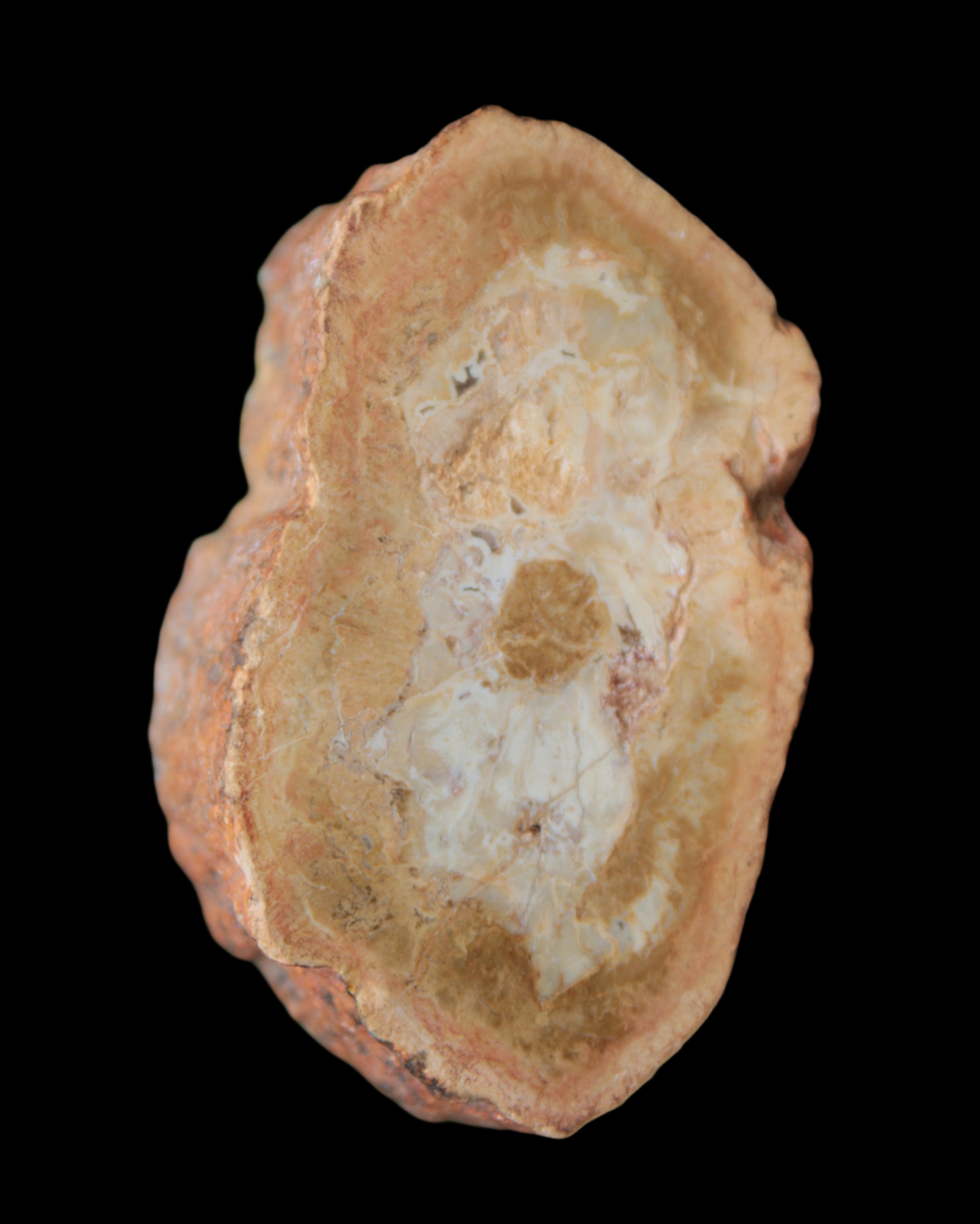 Petrified Wood Agate slice 73g - Rocks and Things Store