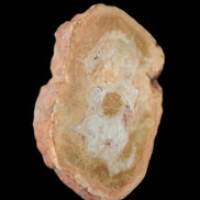 Petrified Wood Agate slice 73g - Rocks and Things Store