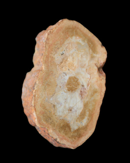 Petrified Wood Agate slice 73g - Rocks and Things Store