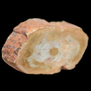 Petrified Wood Agate slice 73g - Rocks and Things Store