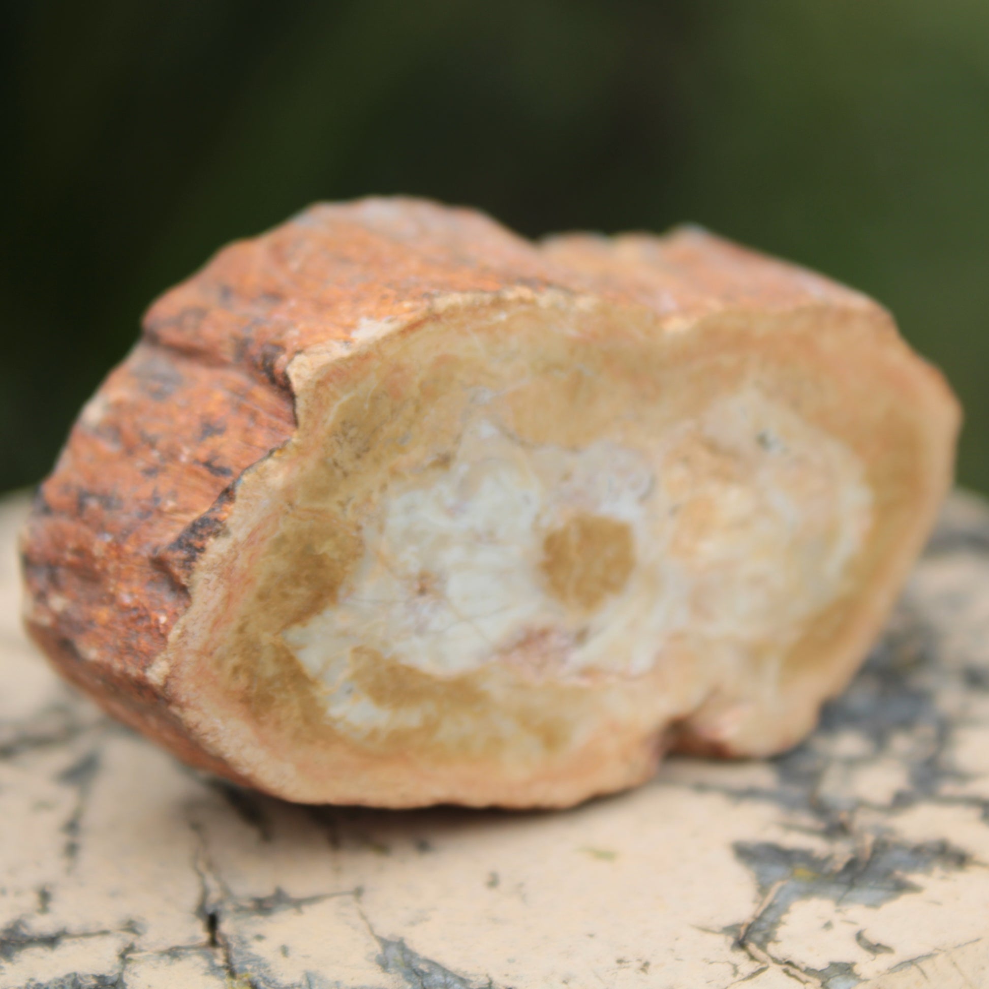 Petrified Wood Agate slice 73g Rocks and Things