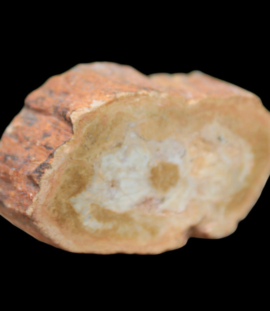 Petrified Wood Agate slice 73g - Rocks and Things Store