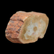 Petrified Wood Agate slice 73g - Rocks and Things Store