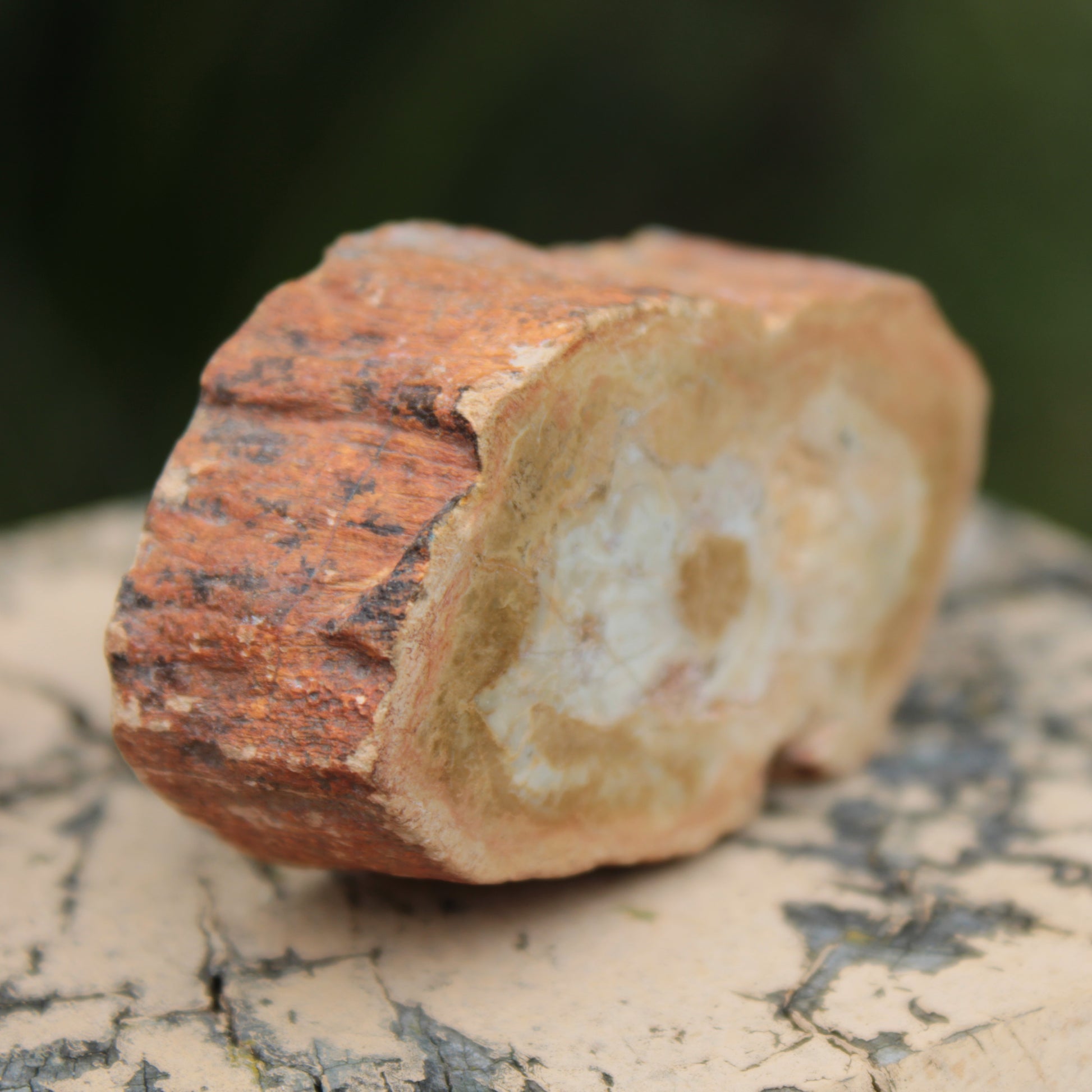 Petrified Wood Agate slice 73g Rocks and Things