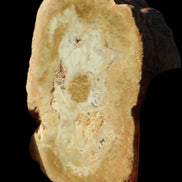 Petrified Wood Agate slice 73g Rocks and Things