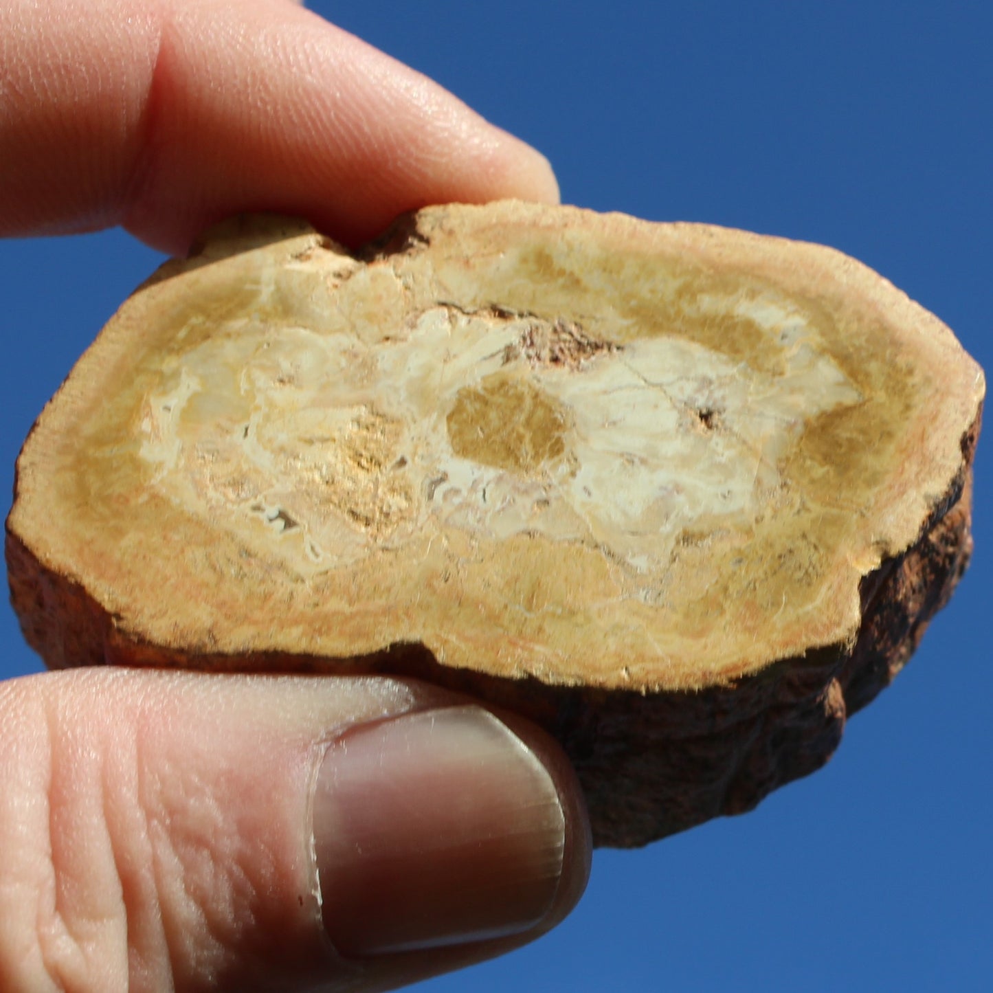 Petrified Wood Agate slice 73g Rocks and Things