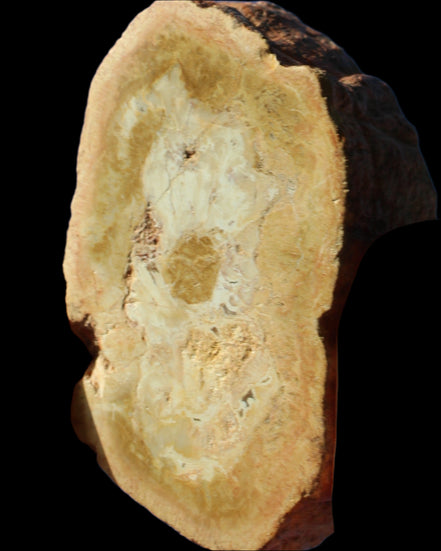 Petrified Wood Agate slice 73g Rocks and Things