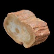 Petrified Wood Agate slice 73g - Rocks and Things Store