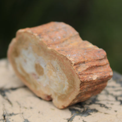 Petrified Wood Agate slice 73g