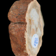 Petrified Wood Agate slice 73g - Rocks and Things Store