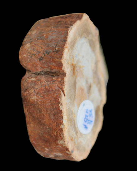 Petrified Wood Agate slice 73g - Rocks and Things Store