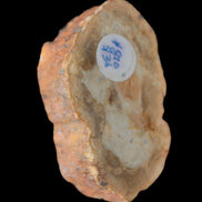 Petrified Wood Agate slice 73g - Rocks and Things Store