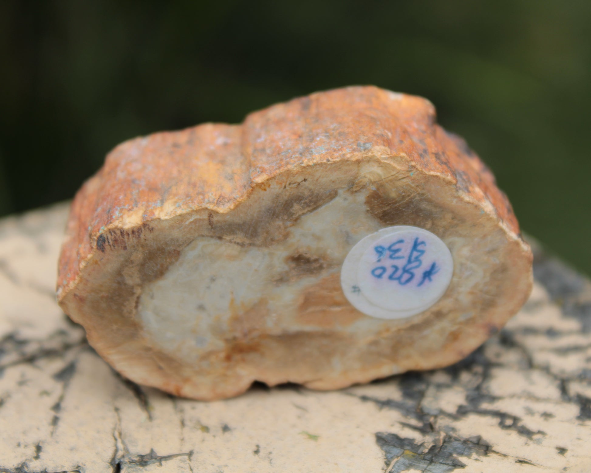 Petrified Wood Agate slice 73g Rocks and Things