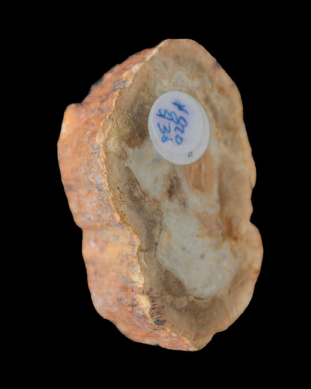 Petrified Wood Agate slice 73g - Rocks and Things Store