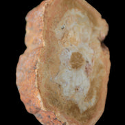 Petrified Wood Agate slice 73g - Rocks and Things Store