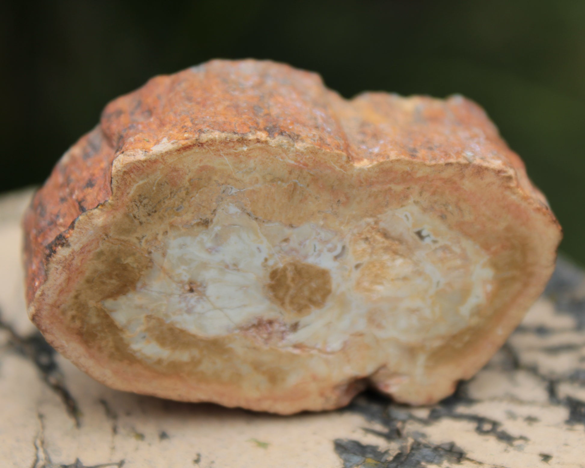 Petrified Wood Agate slice 73g Rocks and Things