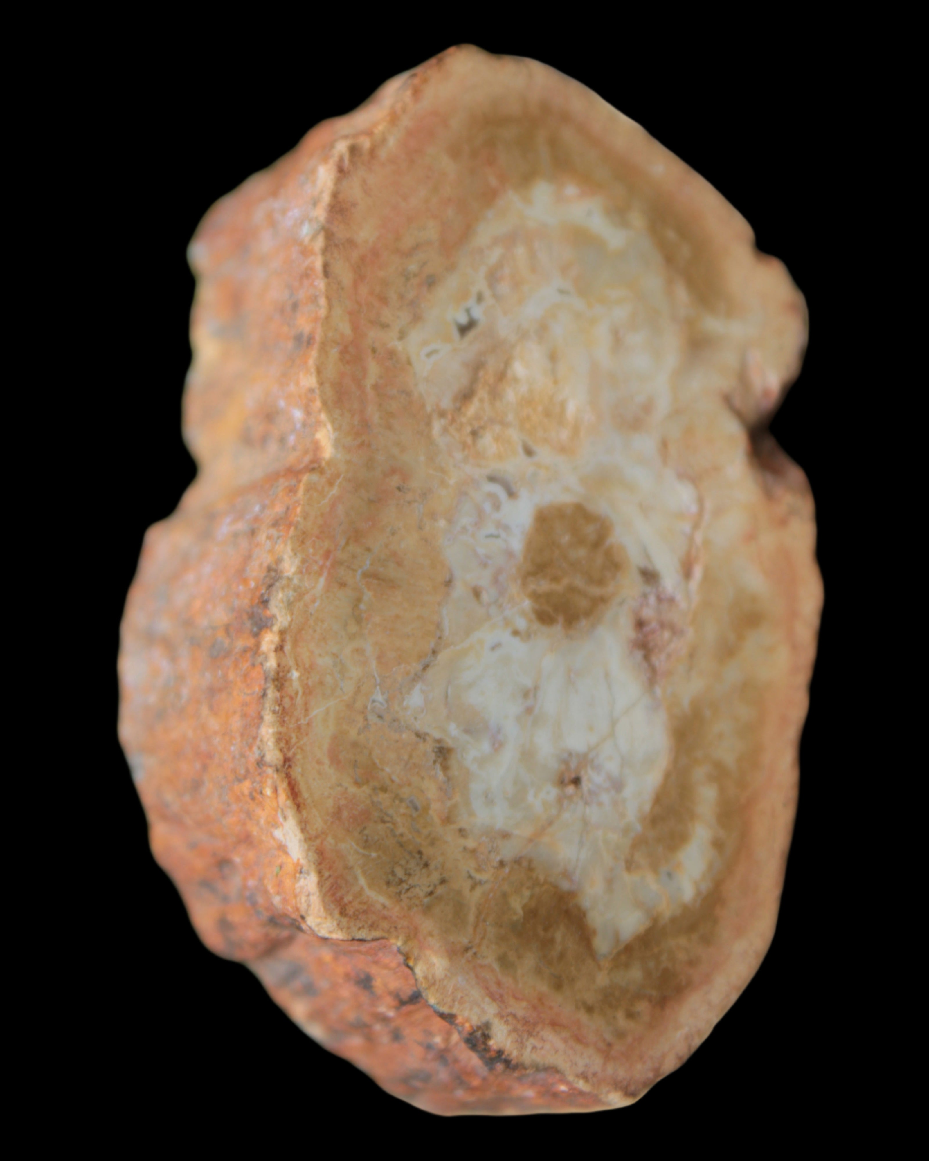 Petrified Wood Agate slice 73g - Rocks and Things Store