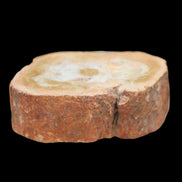 Petrified Wood Agate slice 73g - Rocks and Things Store
