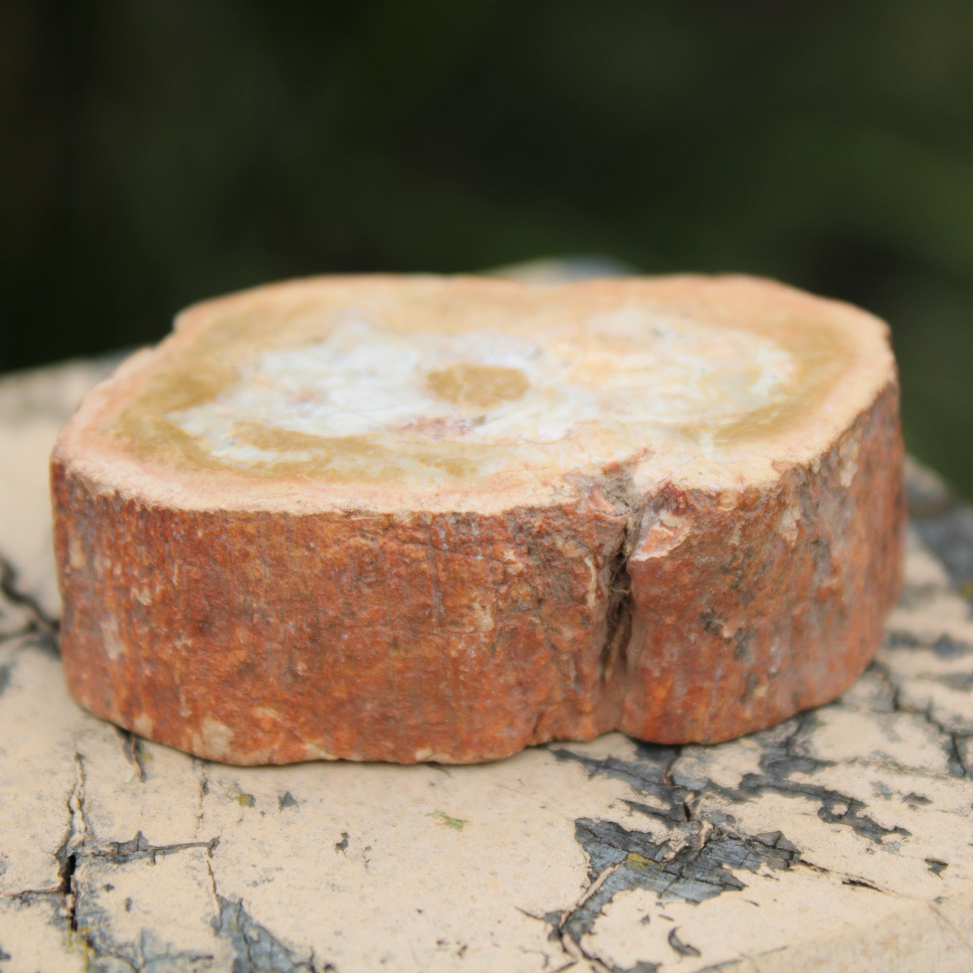 Petrified Wood Agate slice 73g Rocks and Things