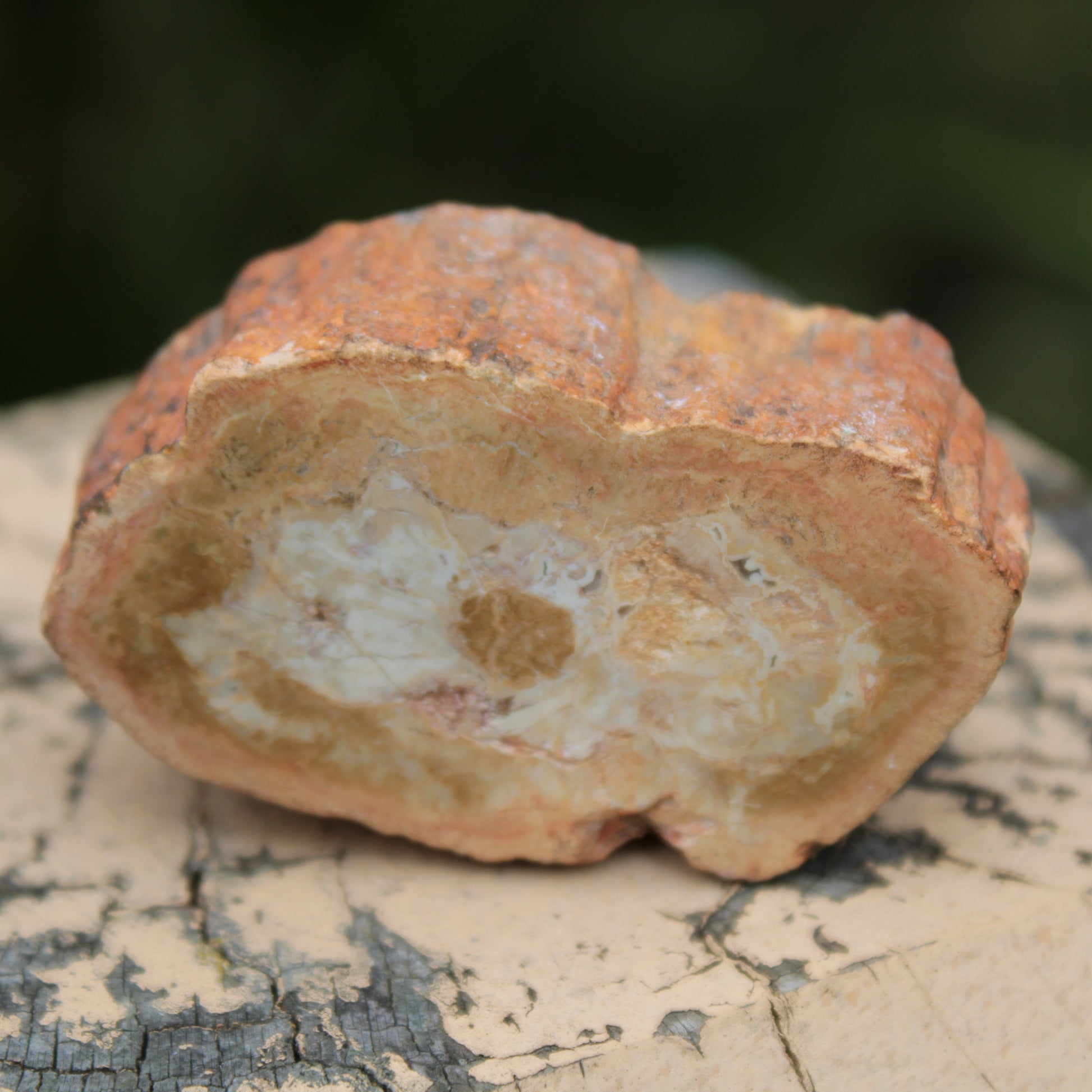 Petrified Wood Agate slice 73g Rocks and Things