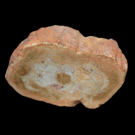 Petrified Wood Agate slice 73g - Rocks and Things Store