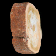 Petrified Wood Agate slice 73g - Rocks and Things Store