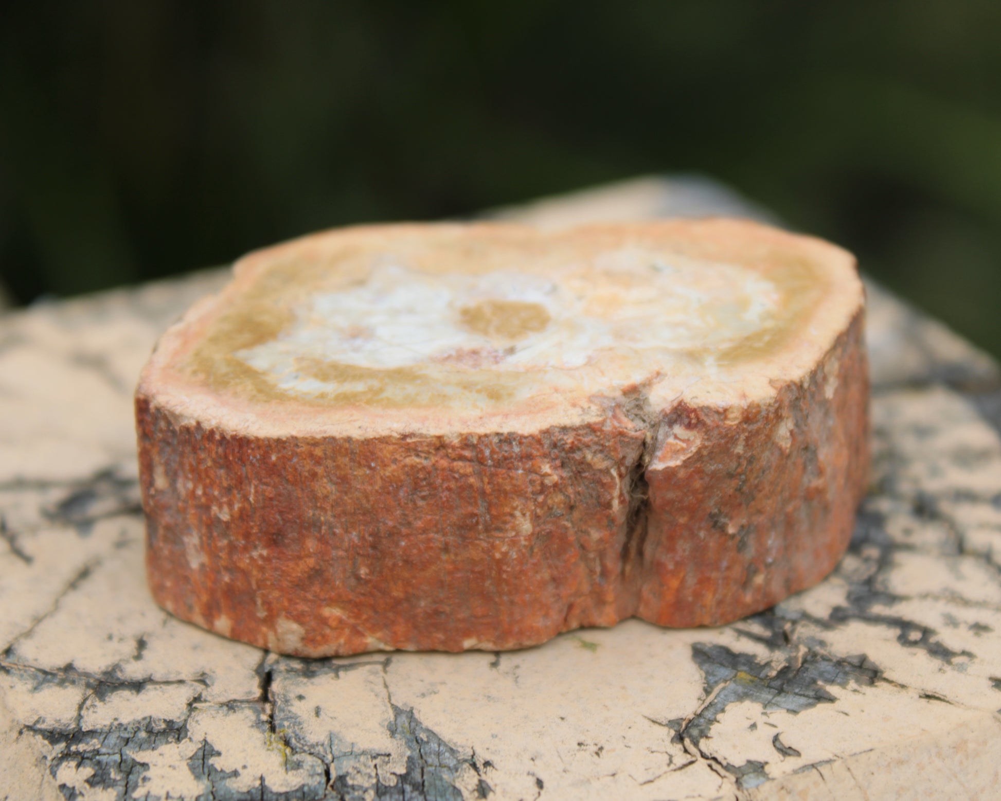 Petrified Wood Agate slice 73g Rocks and Things