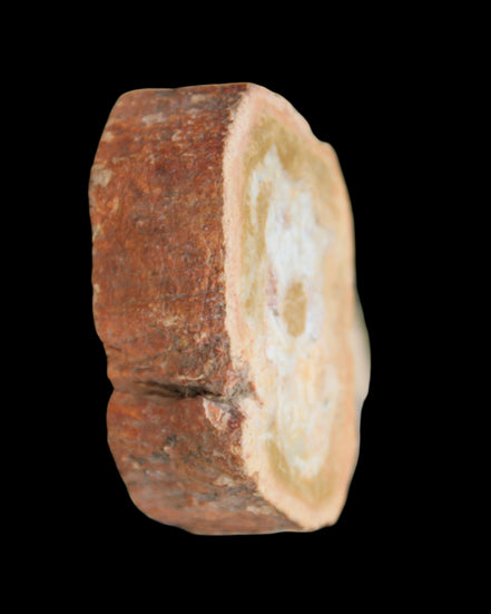 Petrified Wood Agate slice 73g - Rocks and Things Store