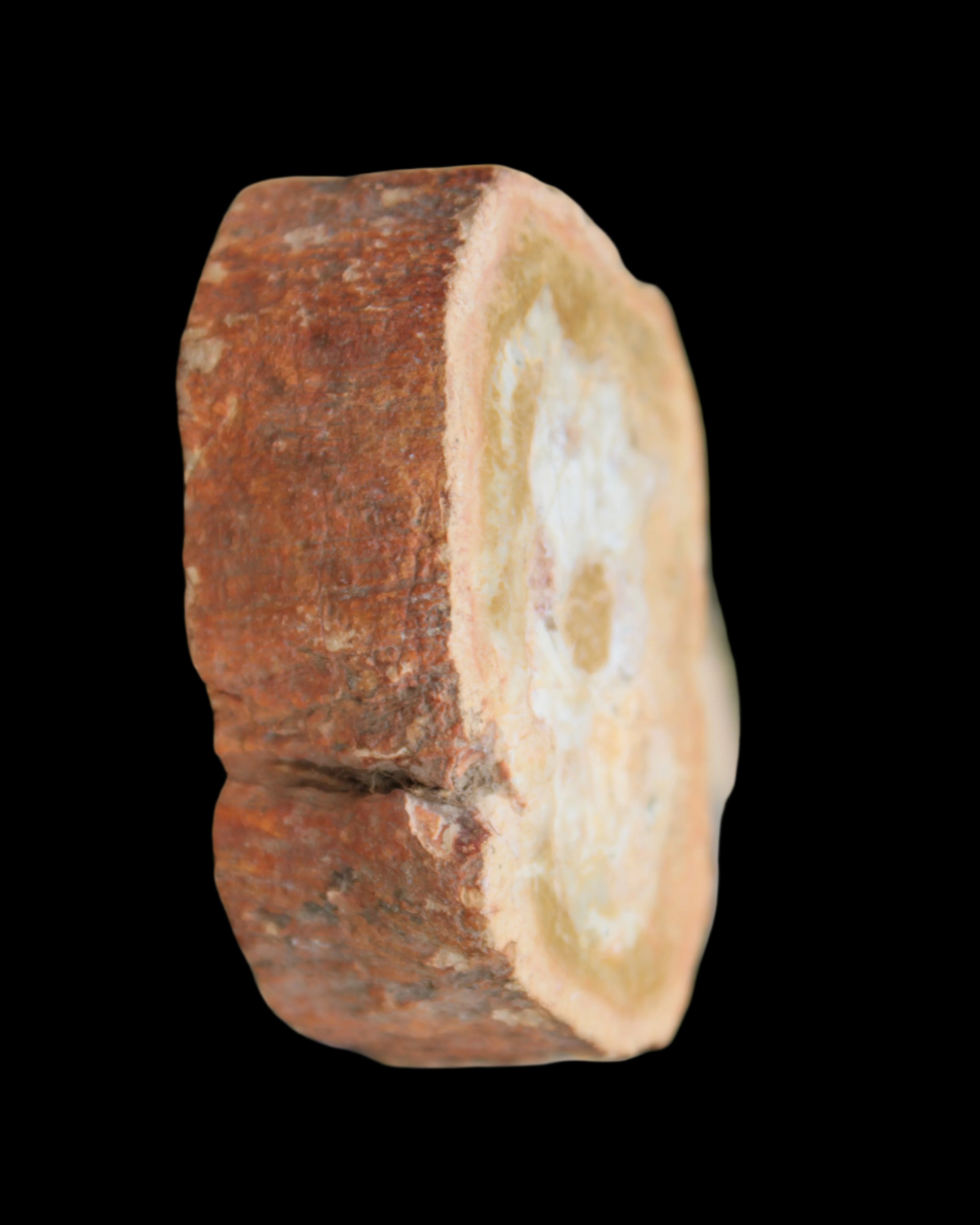 Petrified Wood Agate slice 73g - Rocks and Things Store