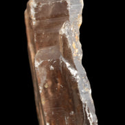 Smoky Quartz crystal 138mm 436g in sunlight - Rocks and Things Store