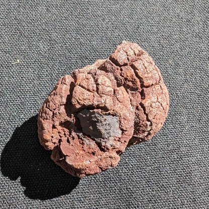 Coprolite fossil dinosaur poo 31g
