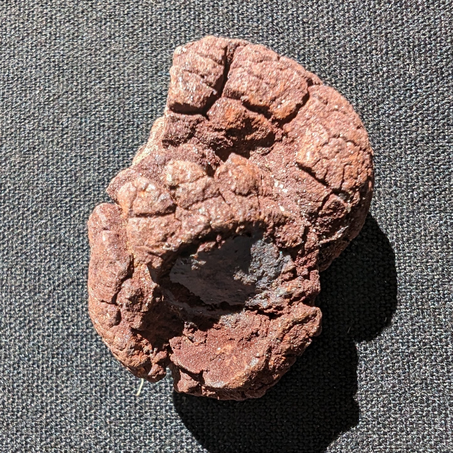 Coprolite fossil dinosaur poo 31g