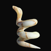 Afghan Jade hand-carved Cobra 1307g - Rocks and Things Store