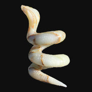 Afghan Jade hand-carved Cobra 1307g - Rocks and Things Store