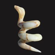 Afghan Jade hand-carved Cobra 1307g Rocks and Things