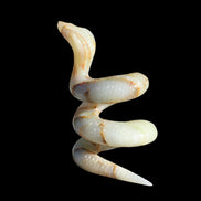 Afghan Jade hand-carved Cobra 1307g Rocks and Things