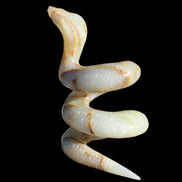 Afghan Jade hand-carved Cobra 1307g - Rocks and Things Store