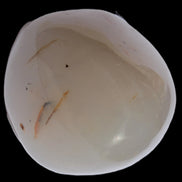 Agate palmstone dendritic 223g - Rocks and Things Store