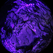 Ocean Moss Agate with geode cave sphere 4500g in UV light