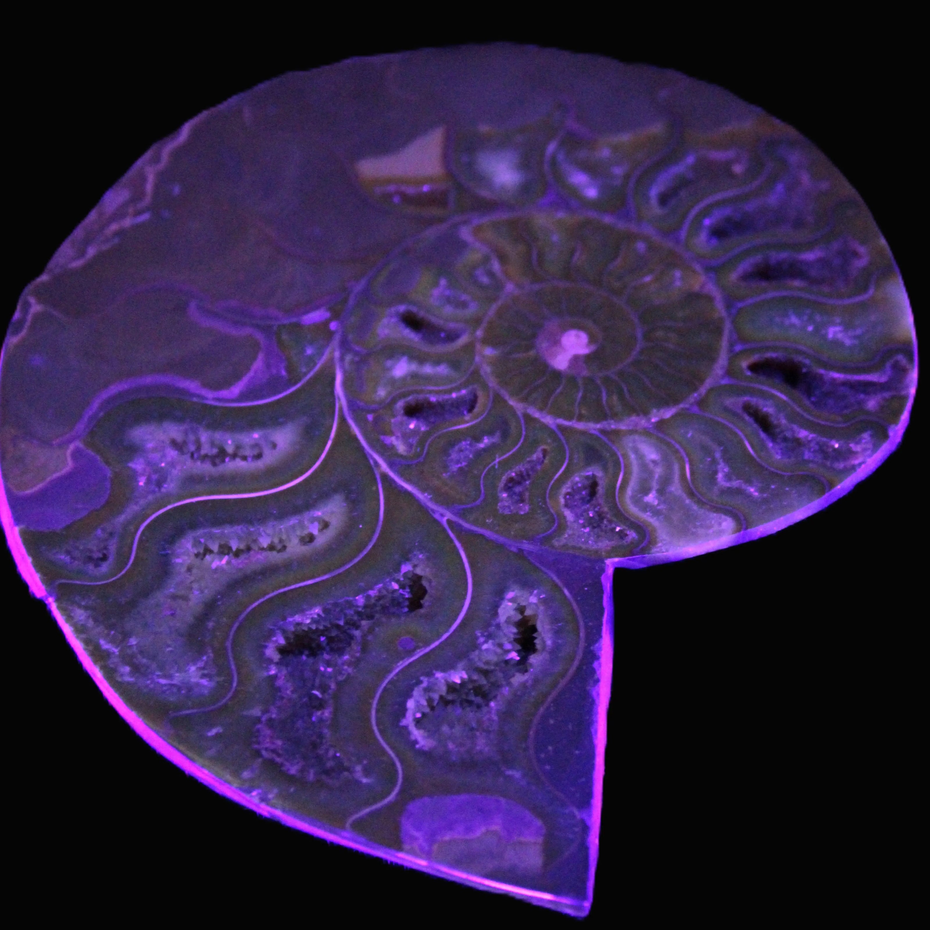 Big Ammonite section pair from Madagascar 435g Rocks and Things