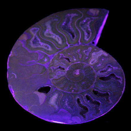 Big Ammonite section pair from Madagascar 435g Rocks and Things