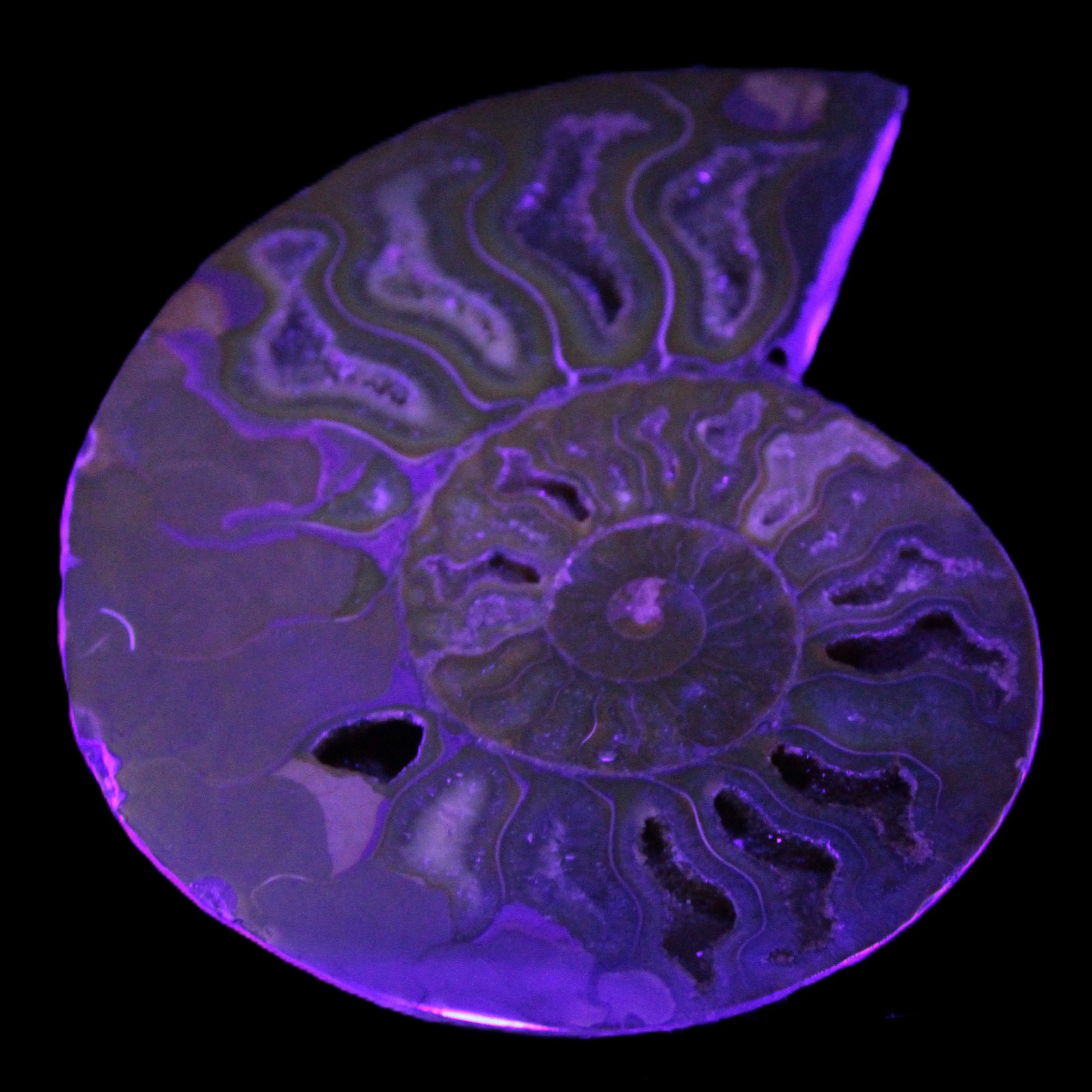 Big Ammonite section pair from Madagascar 435g Rocks and Things