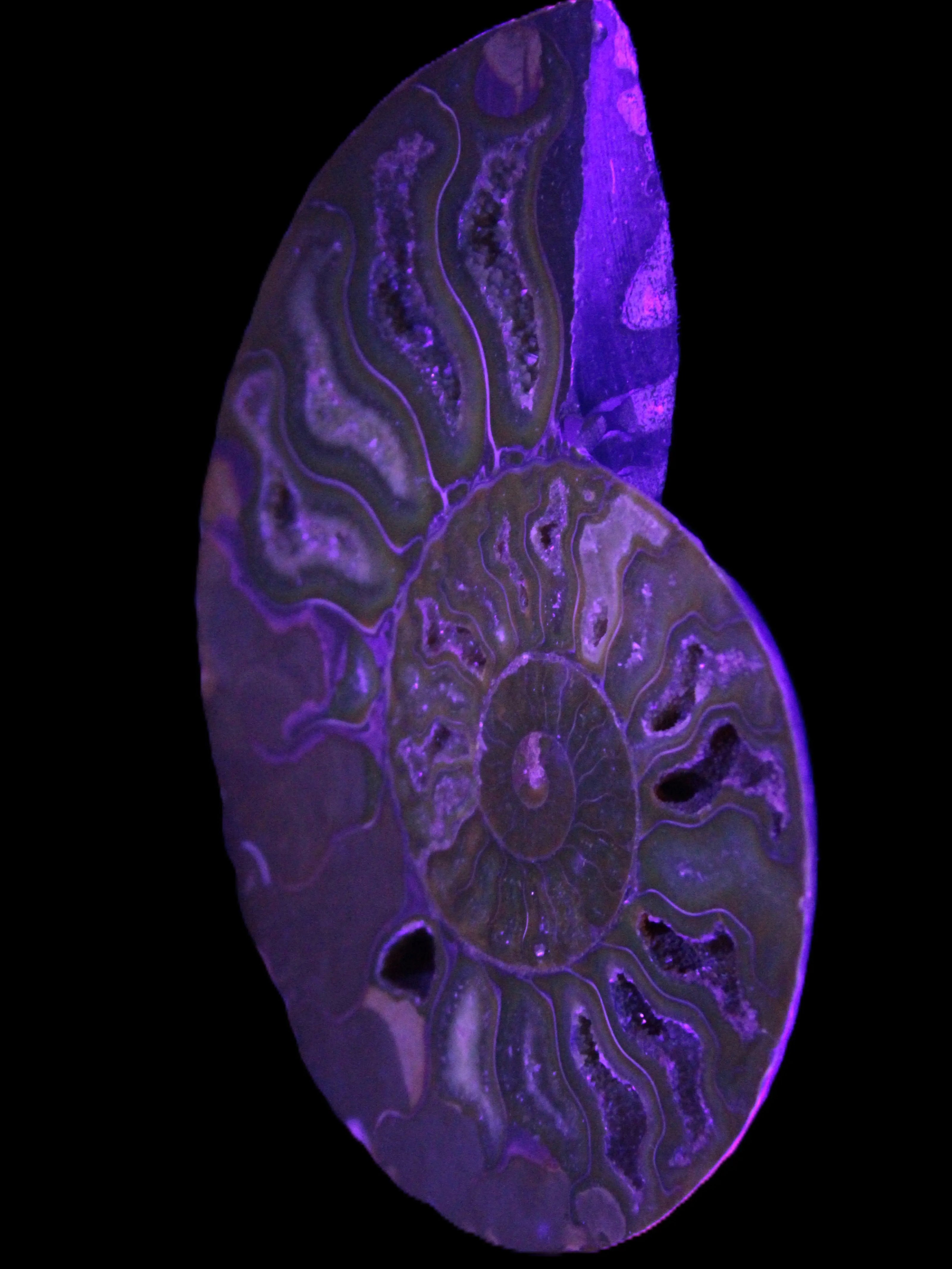 Big Ammonite section pair from Madagascar 435g Rocks and Things