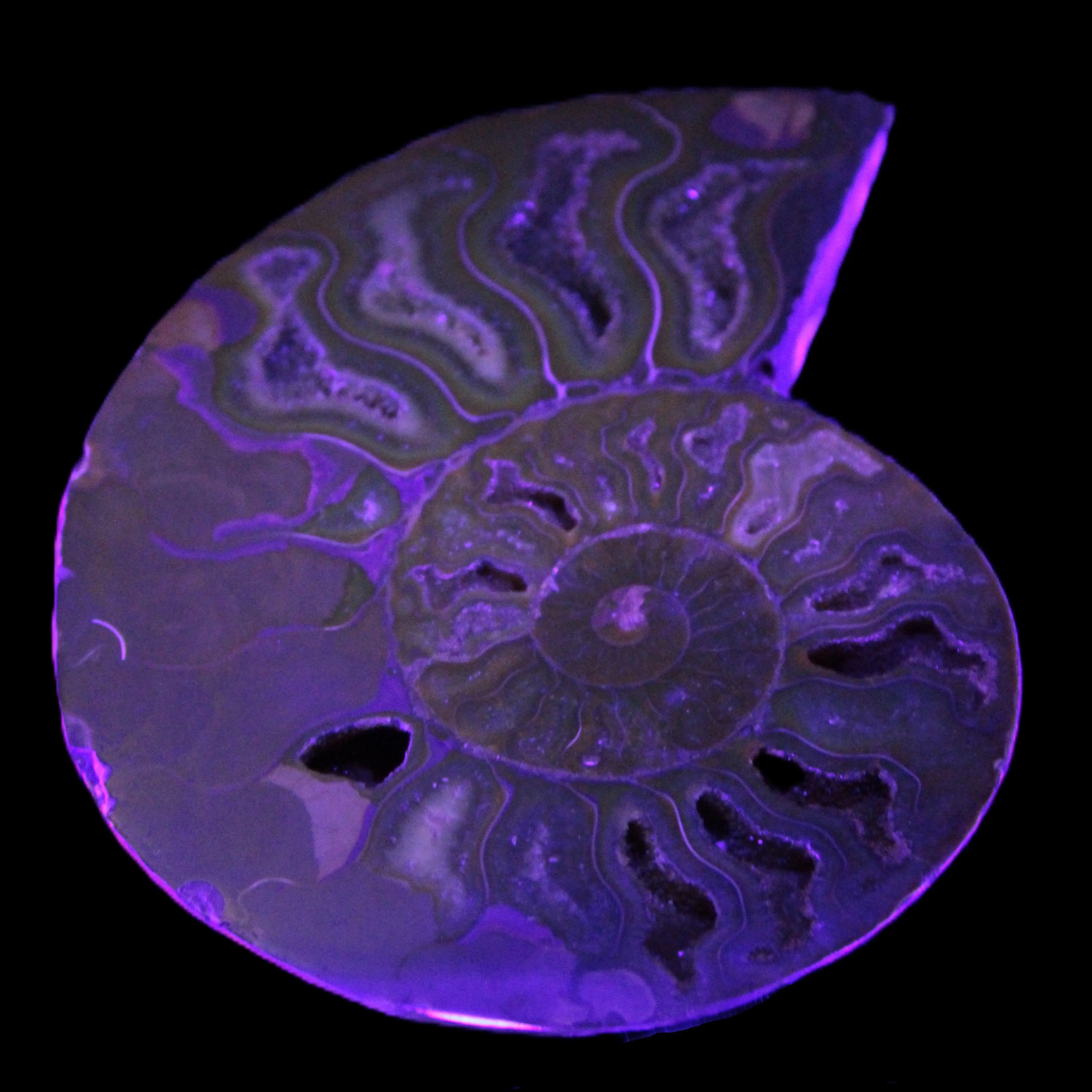 Big Ammonite section pair from Madagascar 435g Rocks and Things