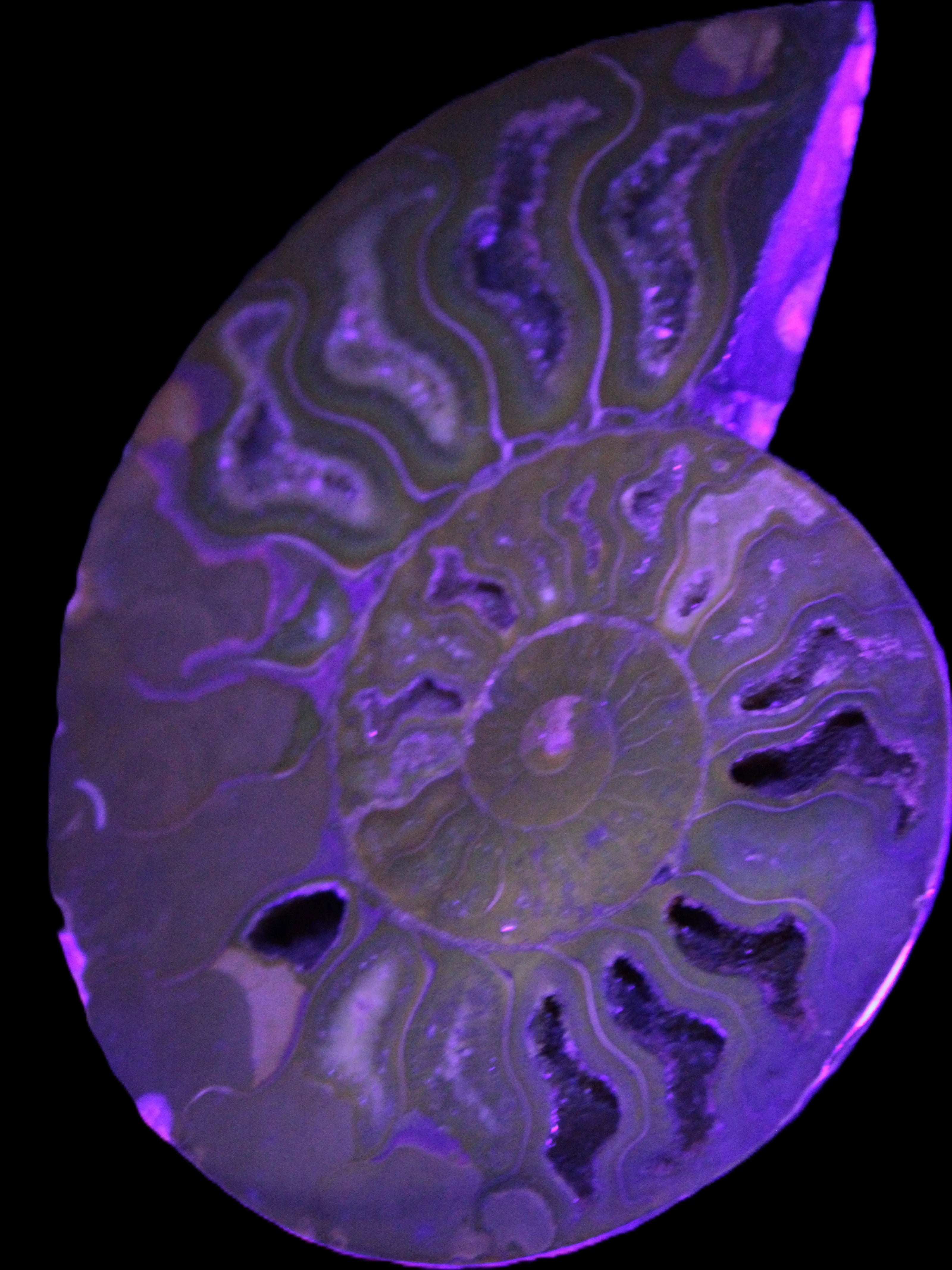 Big Ammonite section pair from Madagascar 435g Rocks and Things