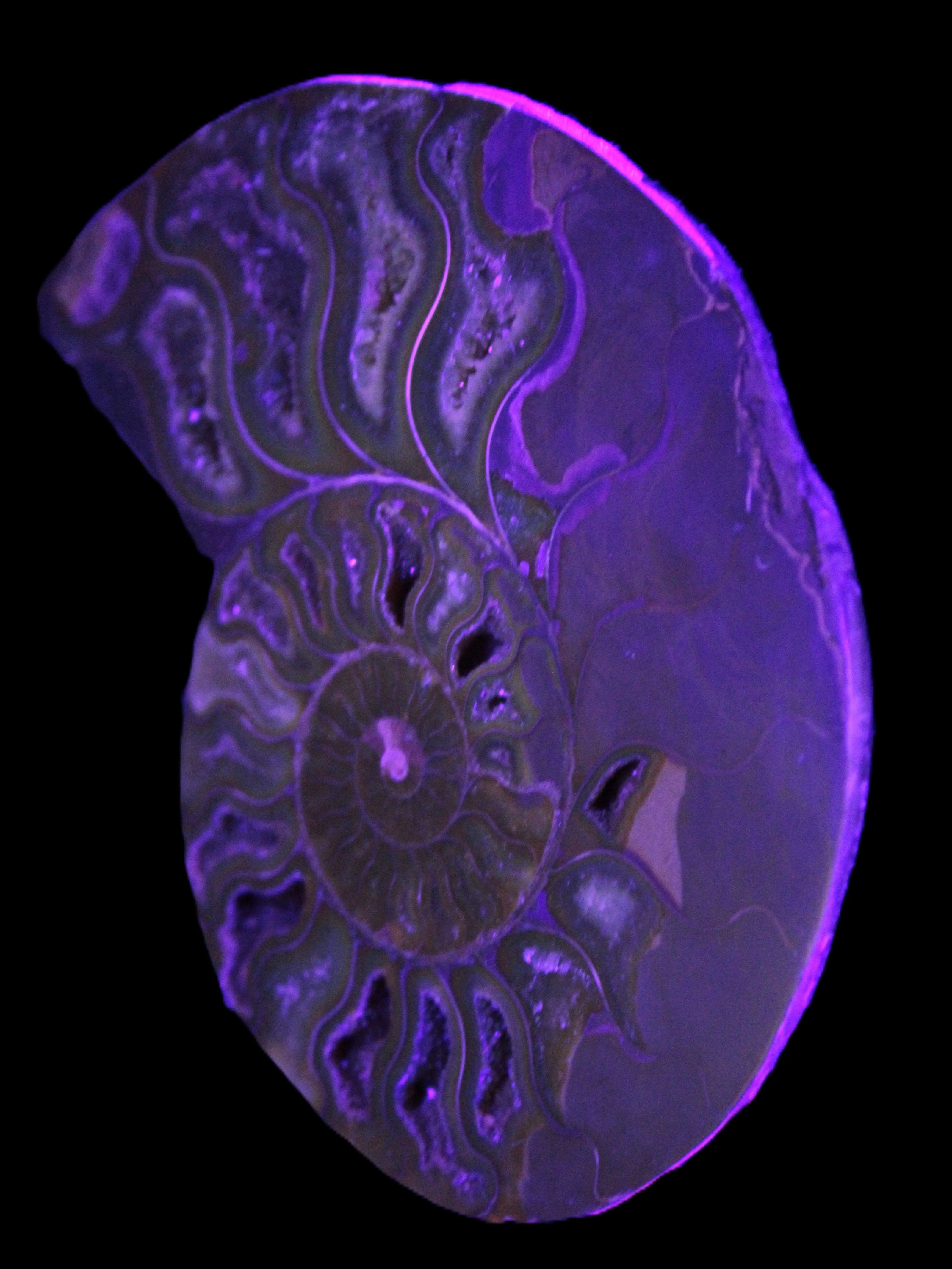 Big Ammonite section pair from Madagascar 435g Rocks and Things