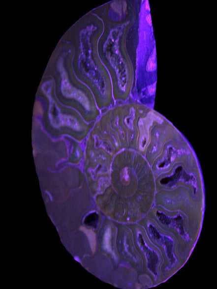 Big Ammonite section pair from Madagascar 435g Rocks and Things