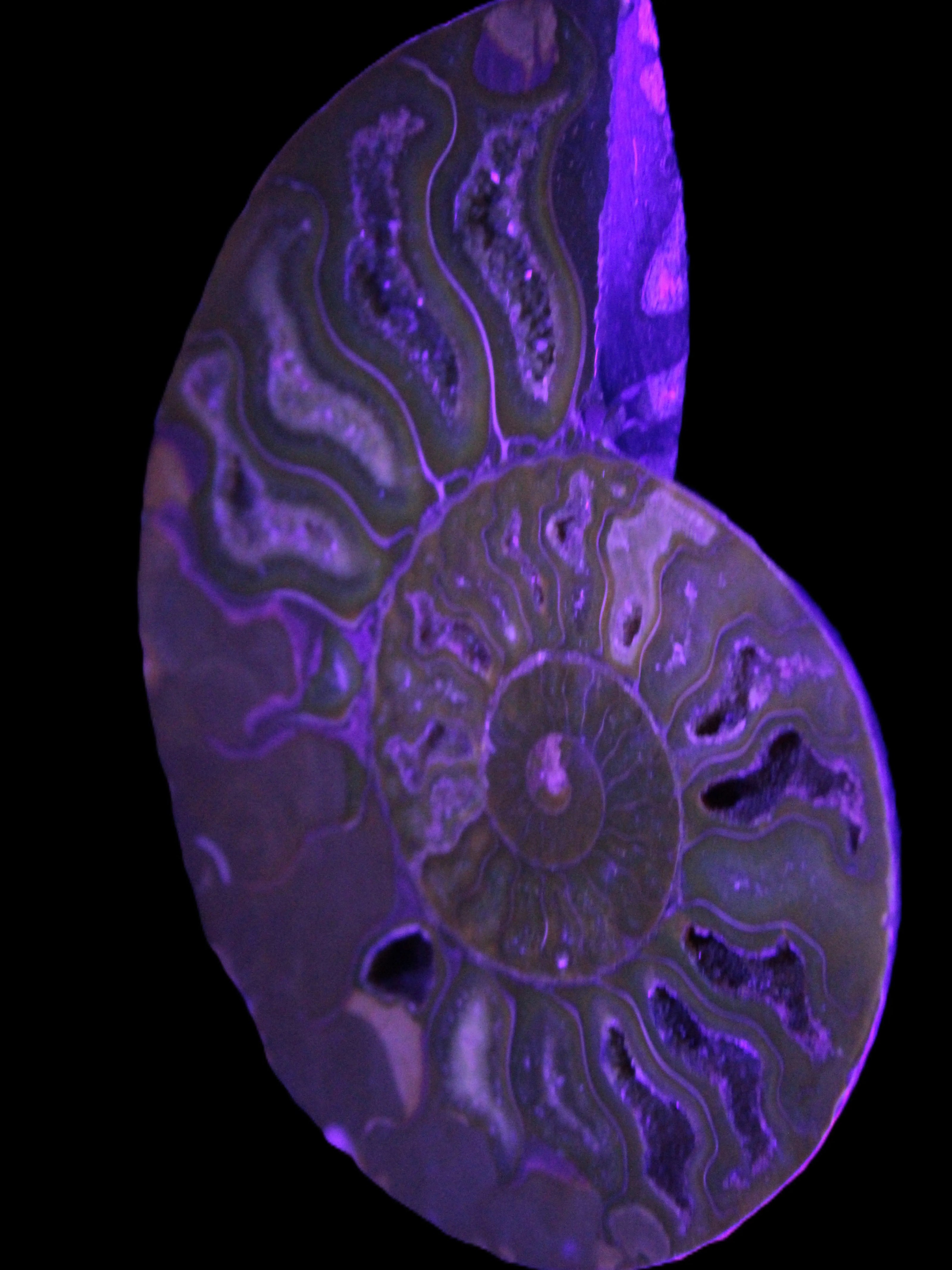 Big Ammonite section pair from Madagascar 435g Rocks and Things