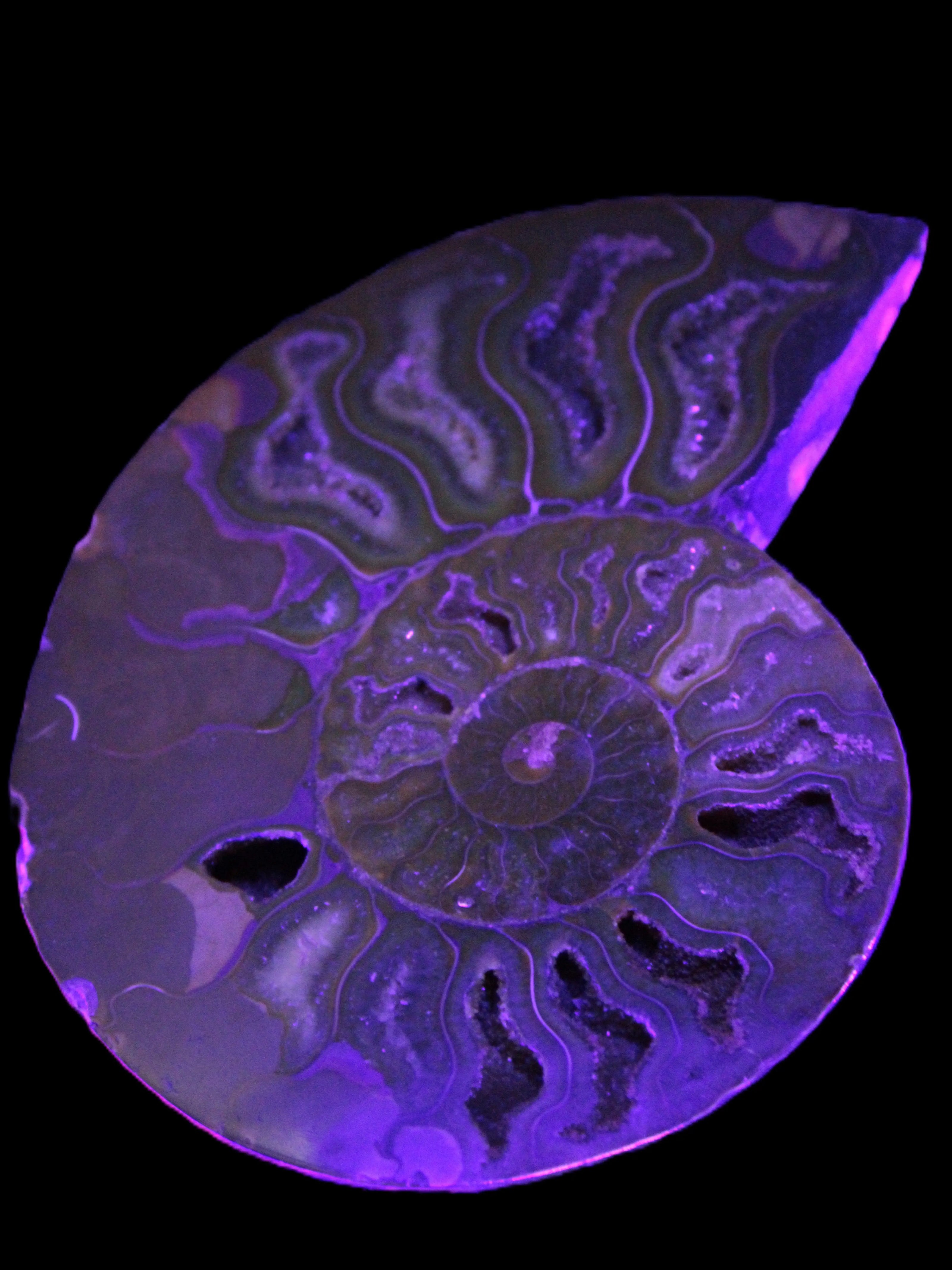 Big Ammonite section pair from Madagascar 435g Rocks and Things